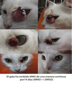 Cancer in eye of cat